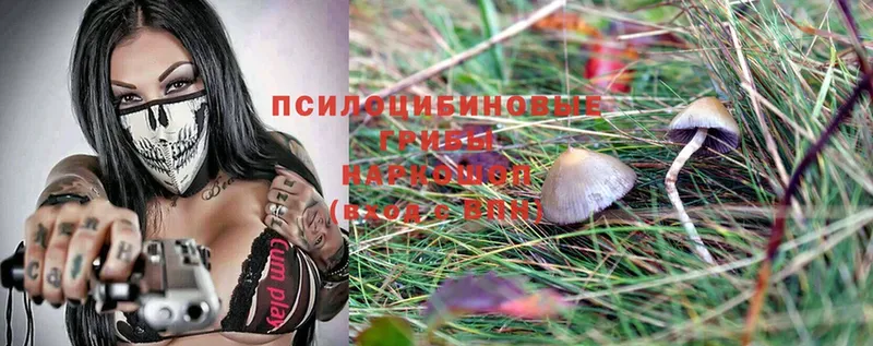 купить  цена  Дубна  OMG как зайти  Галлюциногенные грибы MAGIC MUSHROOMS 